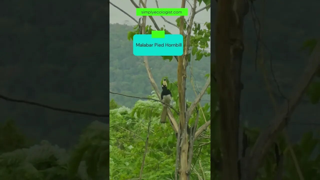 Sighting of a Malabar Pied Hornbill #shorts