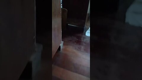 #dogshow , #animals , #dogs , #shorts