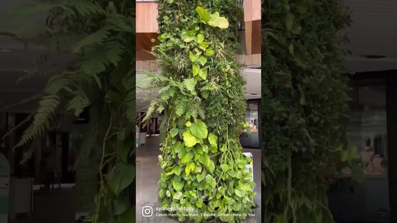 This Mall’s plant game is 🔥🔥