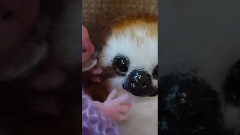 Daisy the human rat loves the baby sloth!