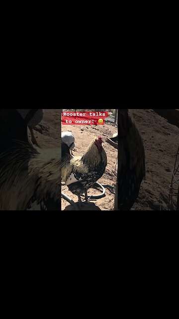 Hercules the rooster chats with owner ❤️