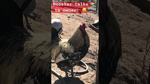 Hercules the rooster chats with owner ❤️