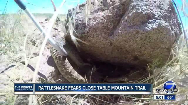 Rattlesnakes force trail closure at North Table Mountain Park in Jefferson County