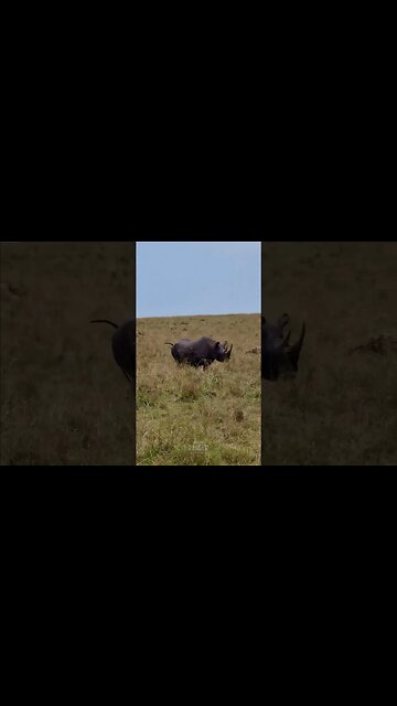 Black Rhino In The Maasai Mara #shorts | #ShortsAfrica | #Augdailyshorts