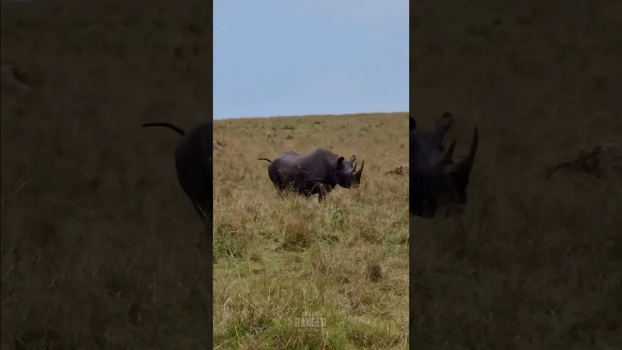 Black Rhino In The Maasai Mara #shorts | #ShortsAfrica | #Augdailyshorts