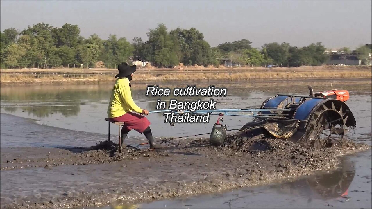 Rice cultivation in Bangkok, Thailand