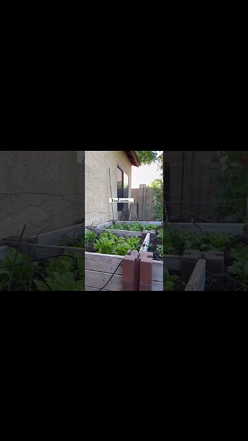 Backyard Garden Progress#backyardgardening #backyardveggie#gardenproject