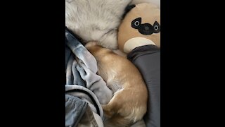 Sleepy Corgi Puppy Does Not Want to Wake Up from Her Nap - Cuteness Overload!