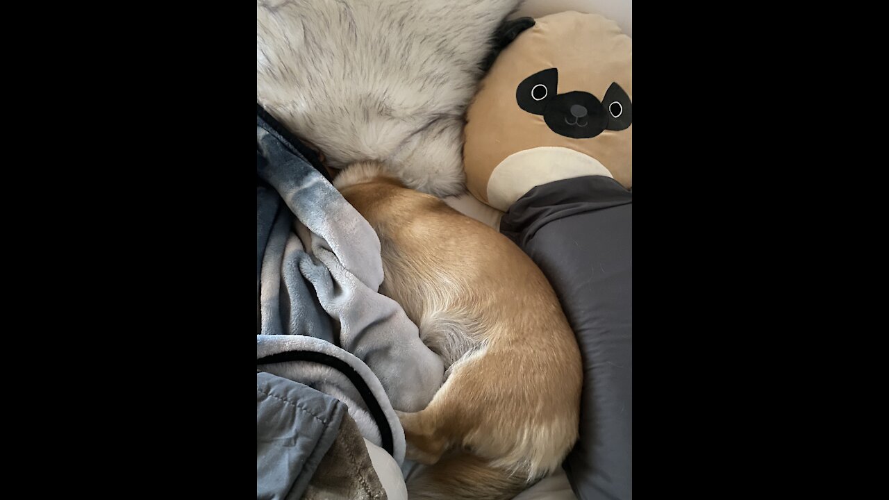 Sleepy Corgi Puppy Does Not Want to Wake Up from Her Nap - Cuteness Overload!