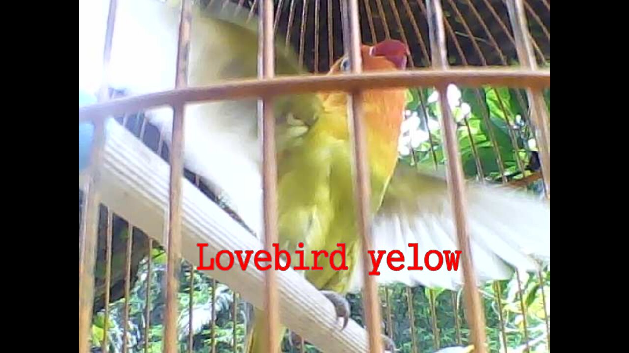 lovebird yelow