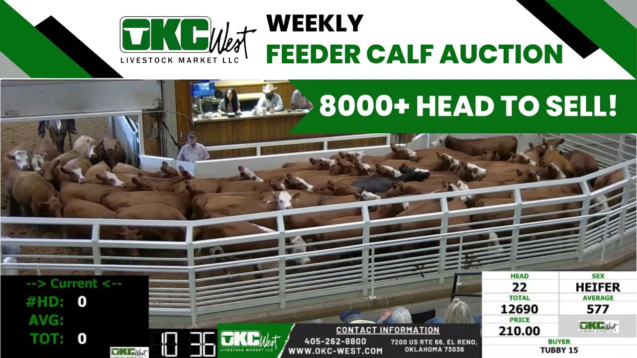 6/7/2023 - OKC West Feeder Calf Auction