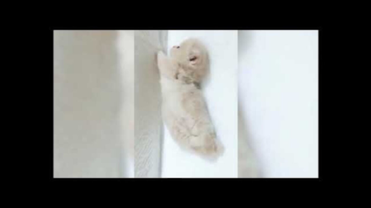 Funny cute videos and cat and dog videos # Must Watch #