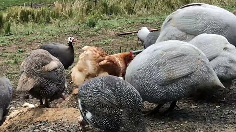 Farm birds and cats live together no issues