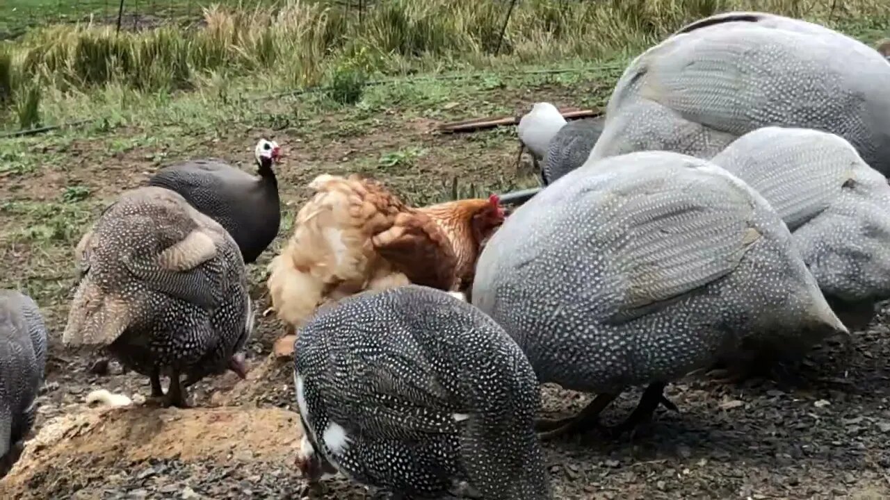 Farm birds and cats live together no issues