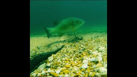 a look at a smallmouth bed