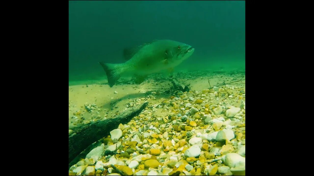 a look at a smallmouth bed