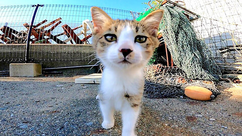 Kitten watching an adult cat stroked