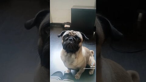 #bestfriend #dog #pug