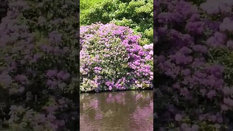 Colors #yorkshire #nature #color #summer