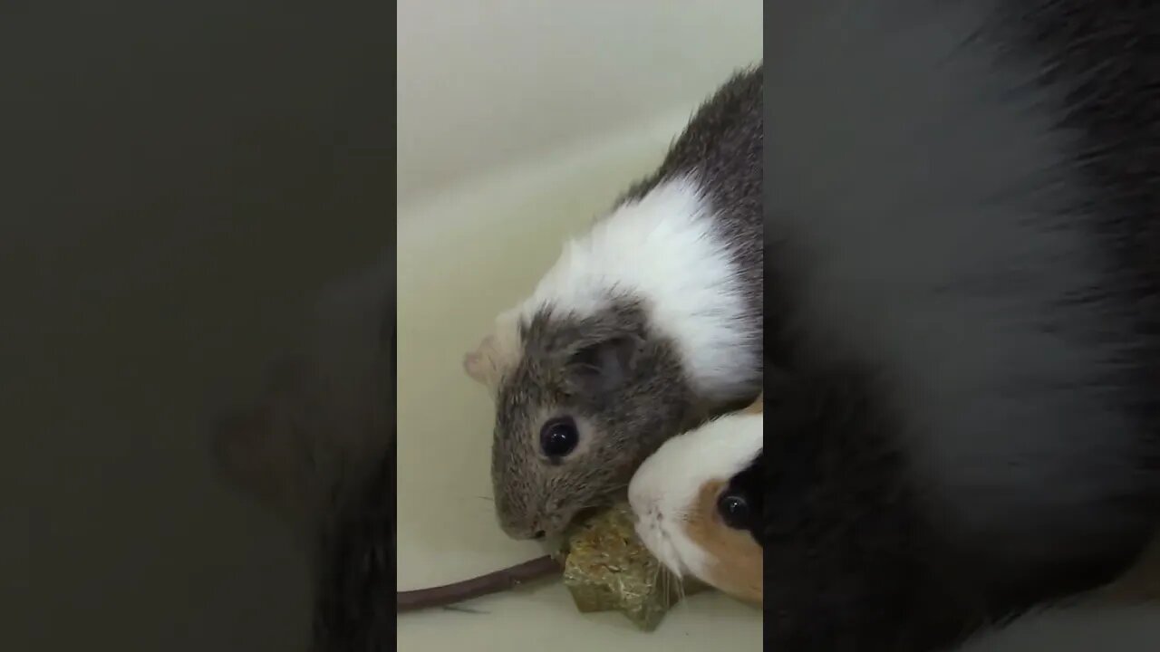 Guinea Pigs Enjoying Their Treat! #Shorts 🍘