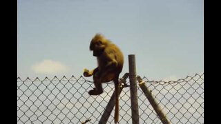 Babuíno fugitivo apanhado a praticar parkour em edifícios na África do Sul