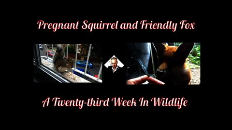 A Twenty-third Week In Wildlife - Pregnant Squirrel and Friendly Fox!