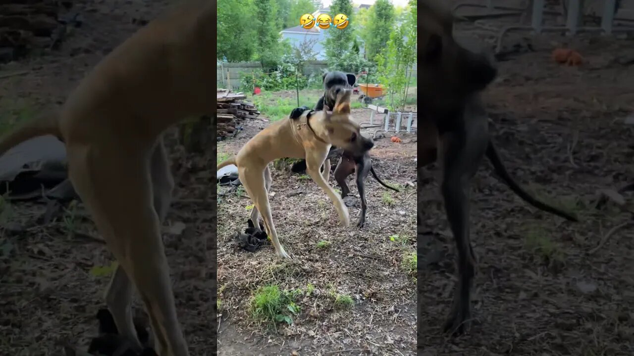 Wrastlin’!😂🤣 #shortsvideo #dog #adorabledog #happydogs #happy #like #funny #garden #dogls