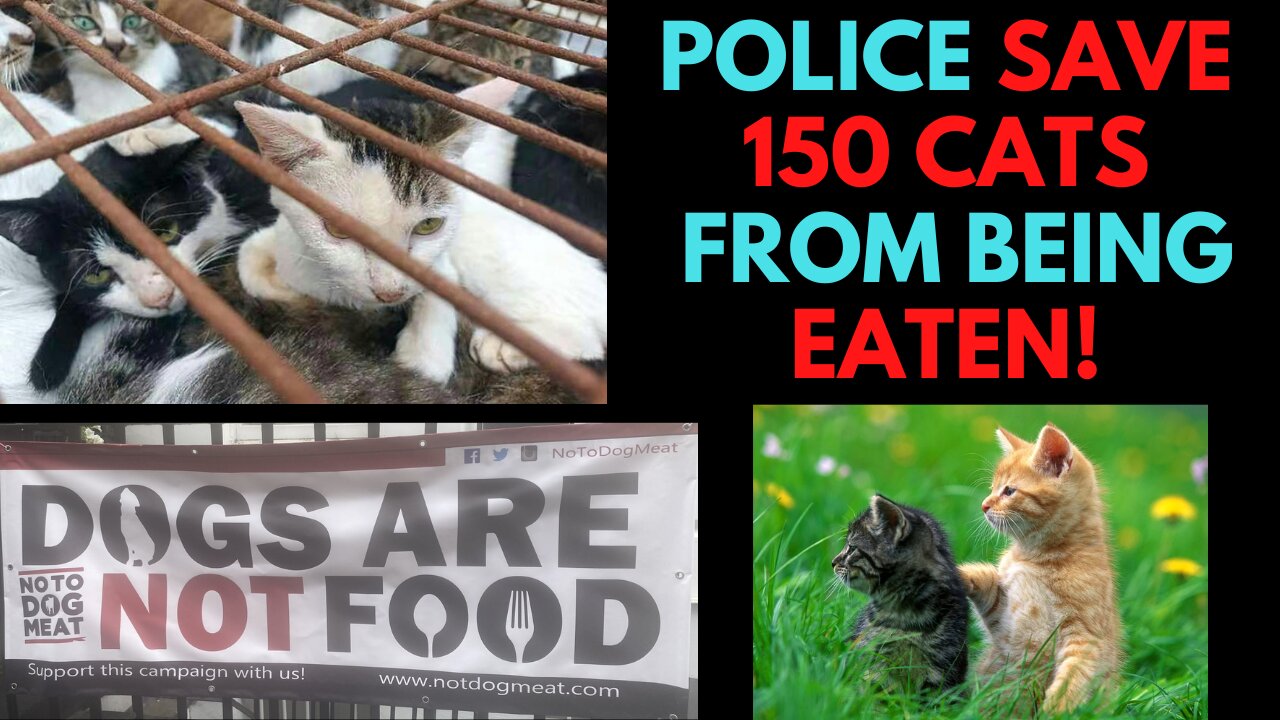 Police Rescue 150 Cats from being Eaten!