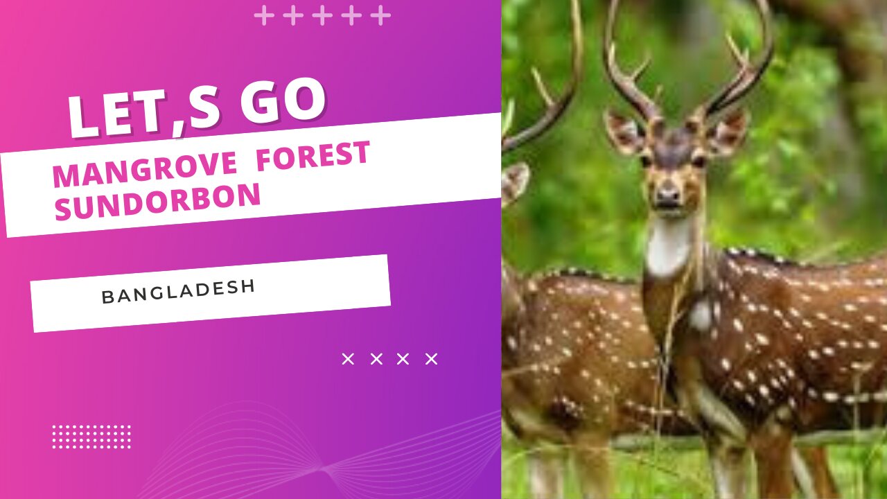 Come to the Sundarbans to see the beautiful deer