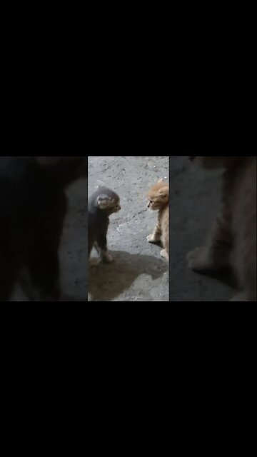 Бездомные 2 котенка вислоухий играет на мойке