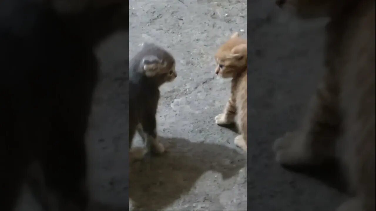 Бездомные 2 котенка вислоухий играет на мойке