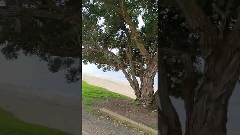 Beach Parade, Oneroa Beach, Waiheke Island.