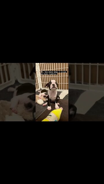 Lol 🐶 😹 #shorts #viral #youtubeshorts #subscribe