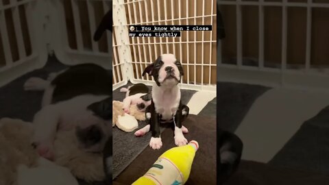 Lol 🐶 😹 #shorts #viral #youtubeshorts #subscribe