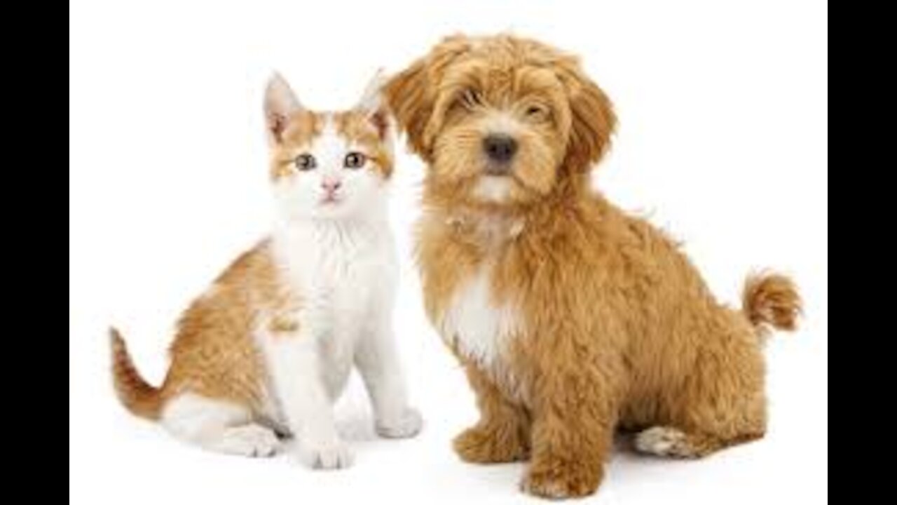 Funniest Pets Complications