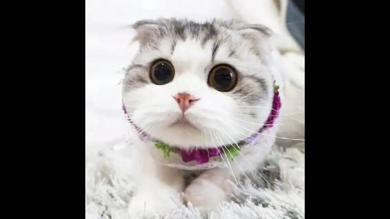 Cats talking !! these cats can speak english better than hooman-5