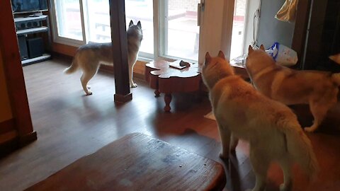 Husky friends excited about the pension trip.