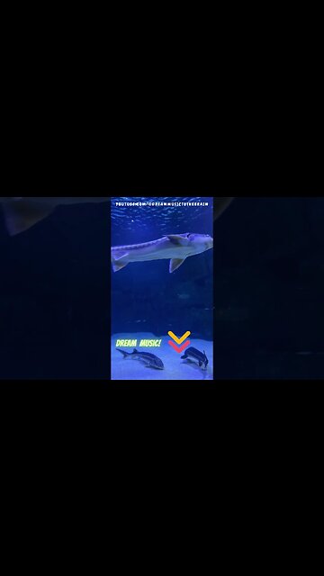 Sound Waves for the Open Road 🎶🚗 Epic Chill Music Hits