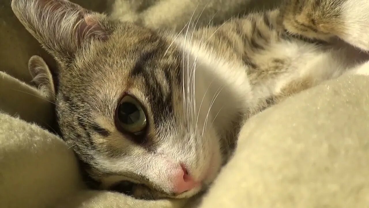 Little Cat Purrs Loudly when Petted - छोटी बिल्ली जोर से चिल्लाती है जब पेट किया जाता है