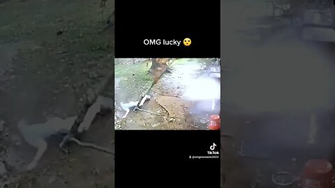 This guy nearly gets killed by a falling tree #foryou #foryoupage #omg #g