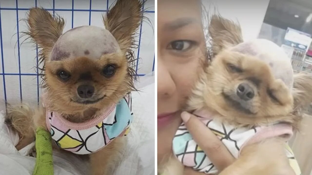 Shattered Dog Struck In Head Wants To Live Despite His Body Shutting Down