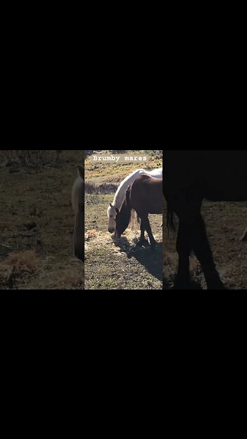 Brumby mares eating hay in winter