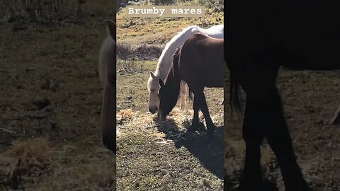 Brumby mares eating hay in winter