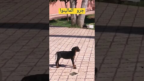 جرو المالينوا كيوت روعة