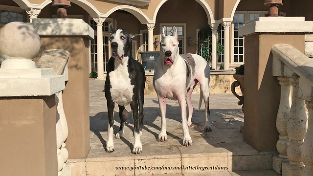 Happy Great Danes Play Together on Patio Lounger - Dog Photo Bomber