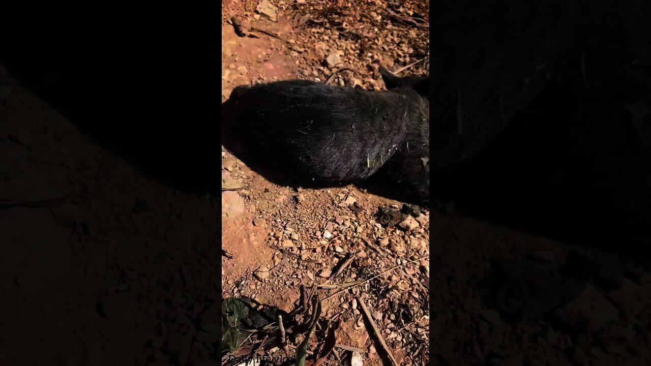 oh my god my beloved cat