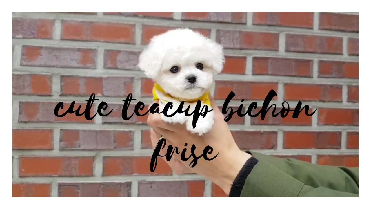 funny cute bichon frise teacup