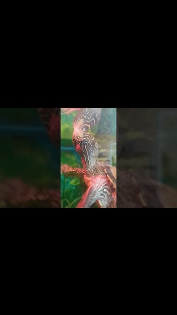 Sunday with #flash #pets #reptiles #animals