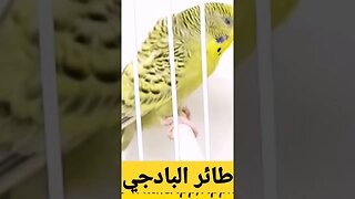 طائر البادجي هوكو رينبو كيوت روعة مرحبا