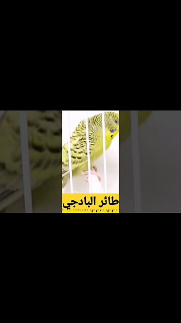 طائر البادجي هوكو رينبو كيوت روعة مرحبا